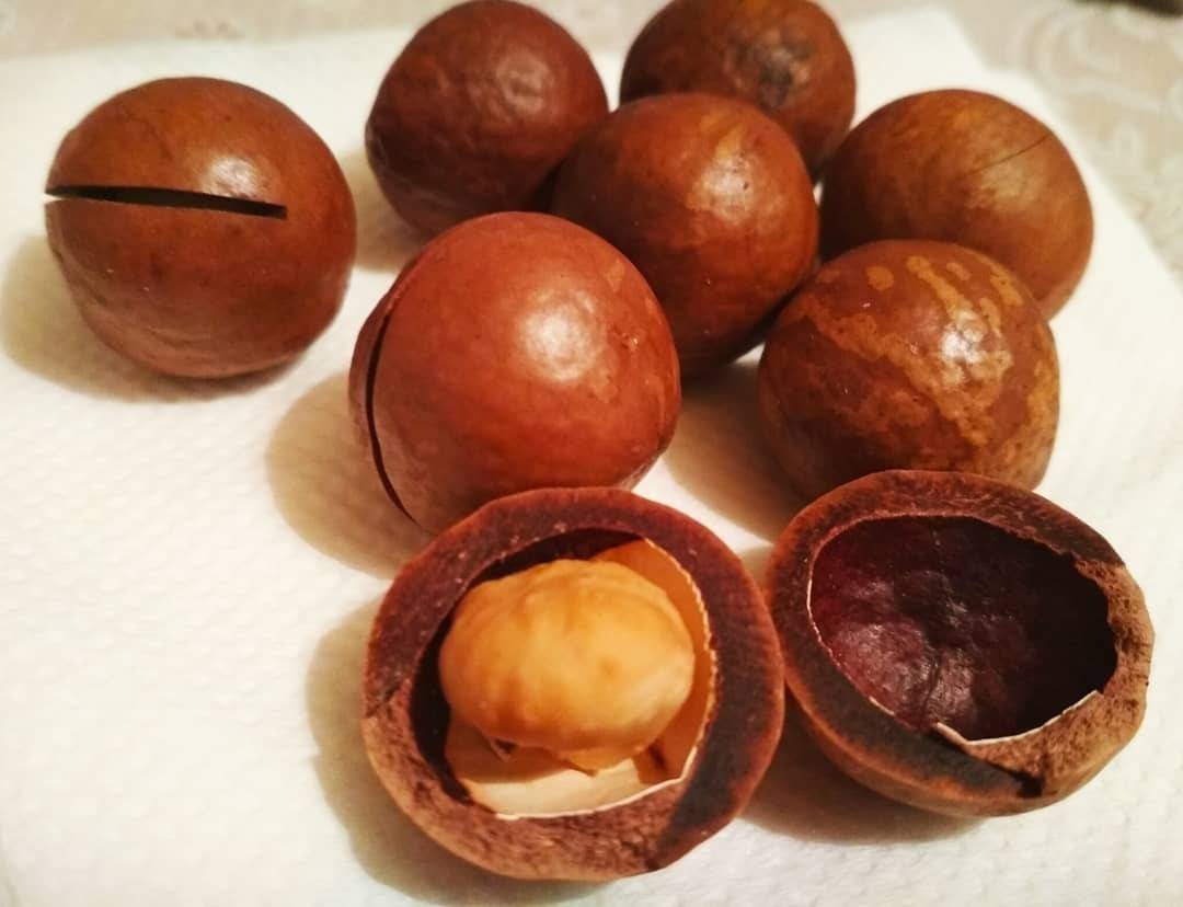Орех макадамия - полезные свойства и вред, как употреблять