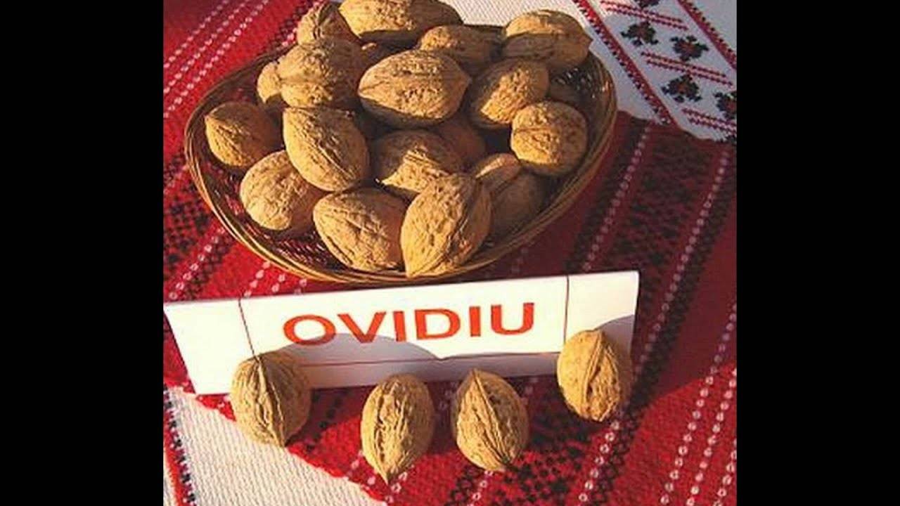 Молдавские сорта грецкого ореха
