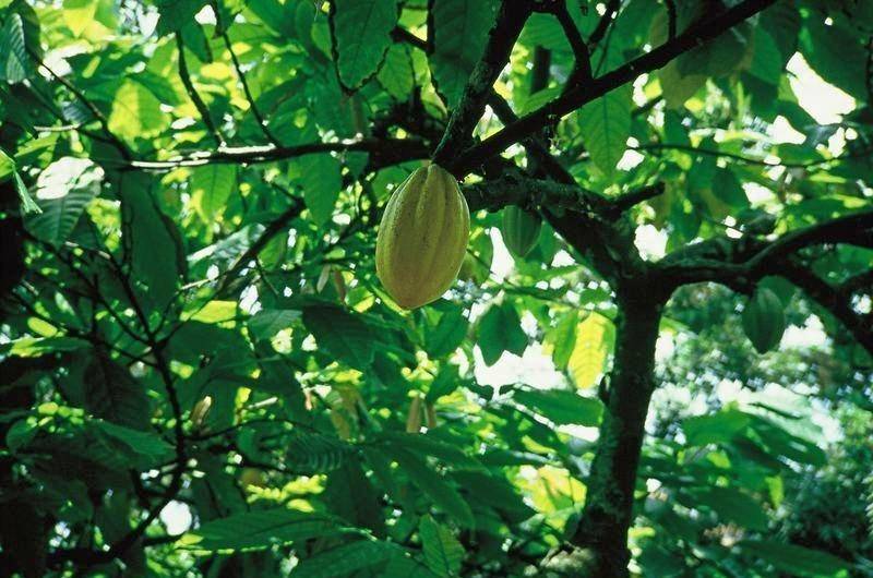 Шоколадное дерево-какао
