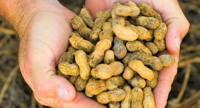 Богатый урожай вкусного и полезного арахиса на даче – это возможно! как вырастить земляной орех в средней полосе?