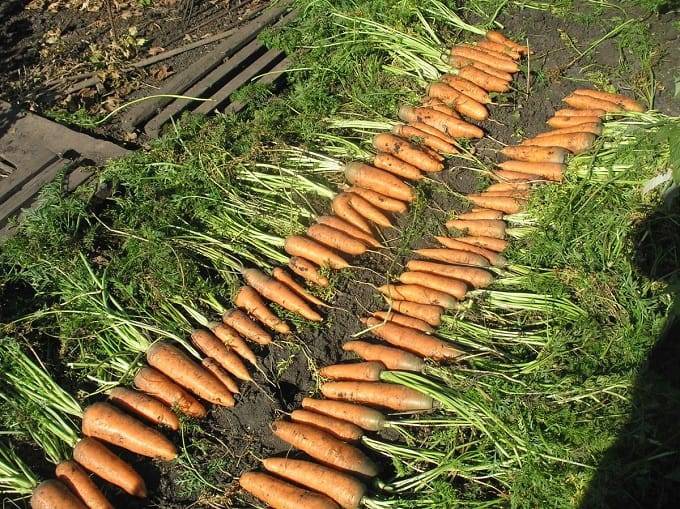 Даже новичок получит хороший урожай: полное руководство по выращиванию моркови