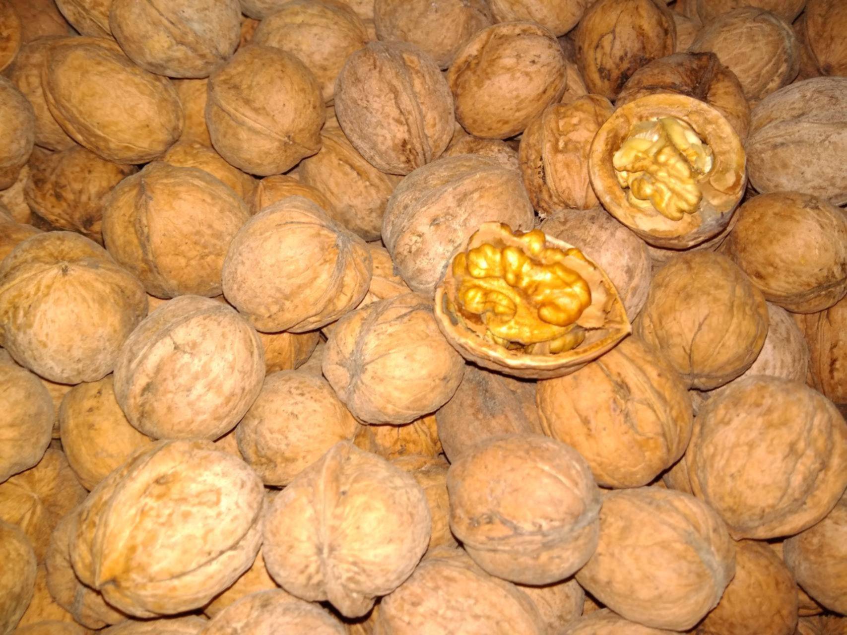 Сорта грецкого ореха для казахстана, узбекистана, кыргызстана