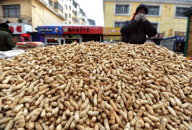 Где растет арахис в природе, в каких странах его выращивают? этапы роста земляного ореха