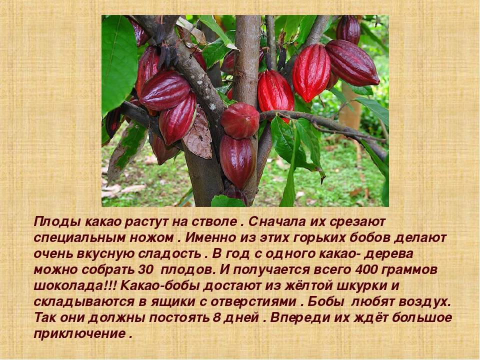Шоколадное дерево или дерево какао » народные средства и народные рецепты