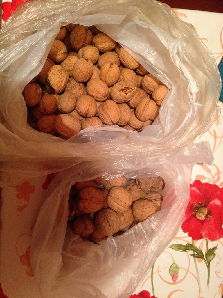Когда собирать и как хранить грецкие орехи (очищенные и в скорлупе): сроки уборки и способы хранения