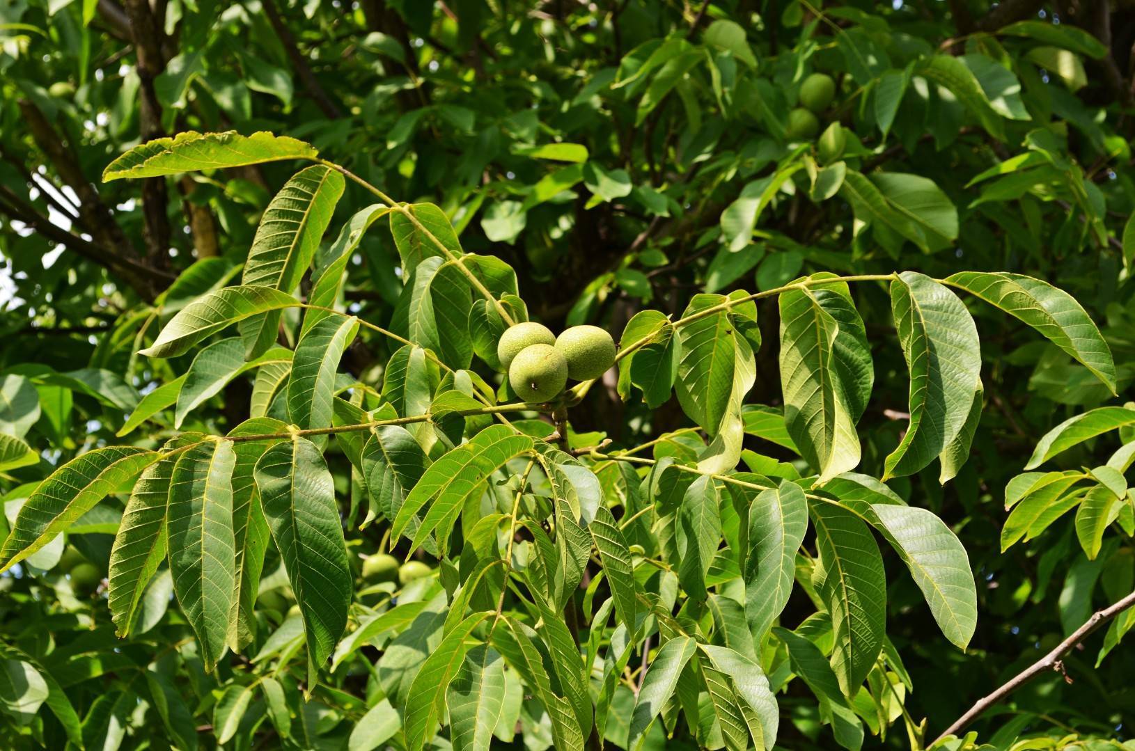 Листья грецкого ореха как удобрение для сада: польза и рецепт компоста