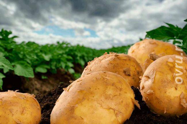 Посадка картофеля • на какую глубину, расстояния между рядами