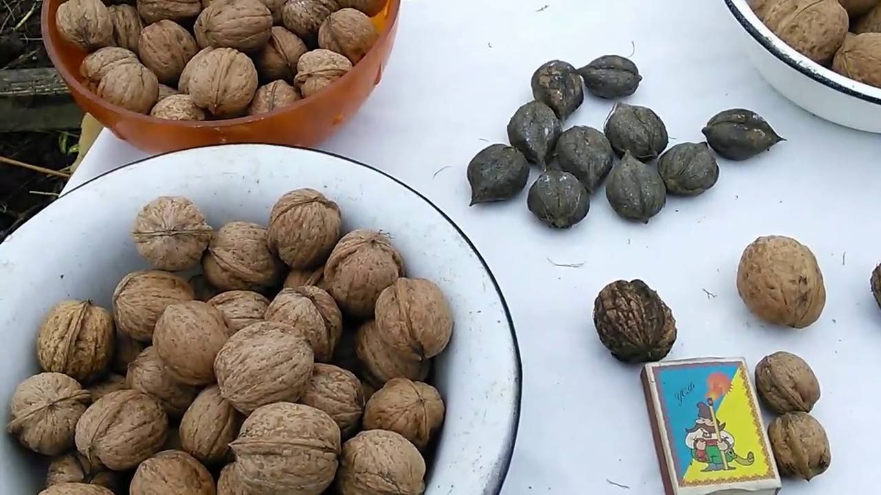 Как посадить (сажать) и вырастить грецкий орех семенамиь в домашних условиях
