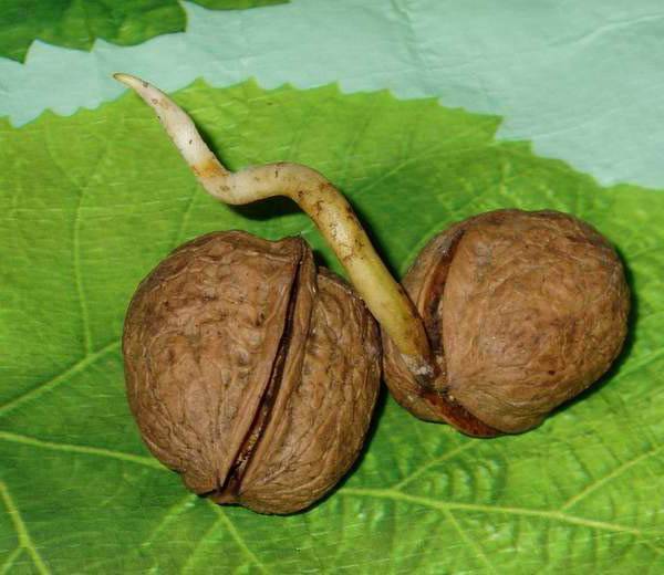 Грецкий орех: выращиваем из орешка весной и осенью