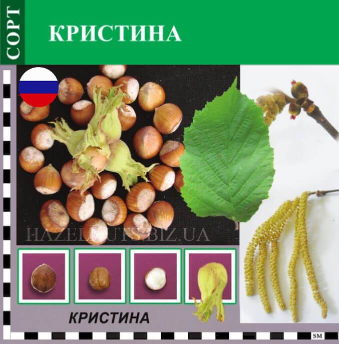 Иглица, рускус: фото разновидностей, советы по размножению и уходу