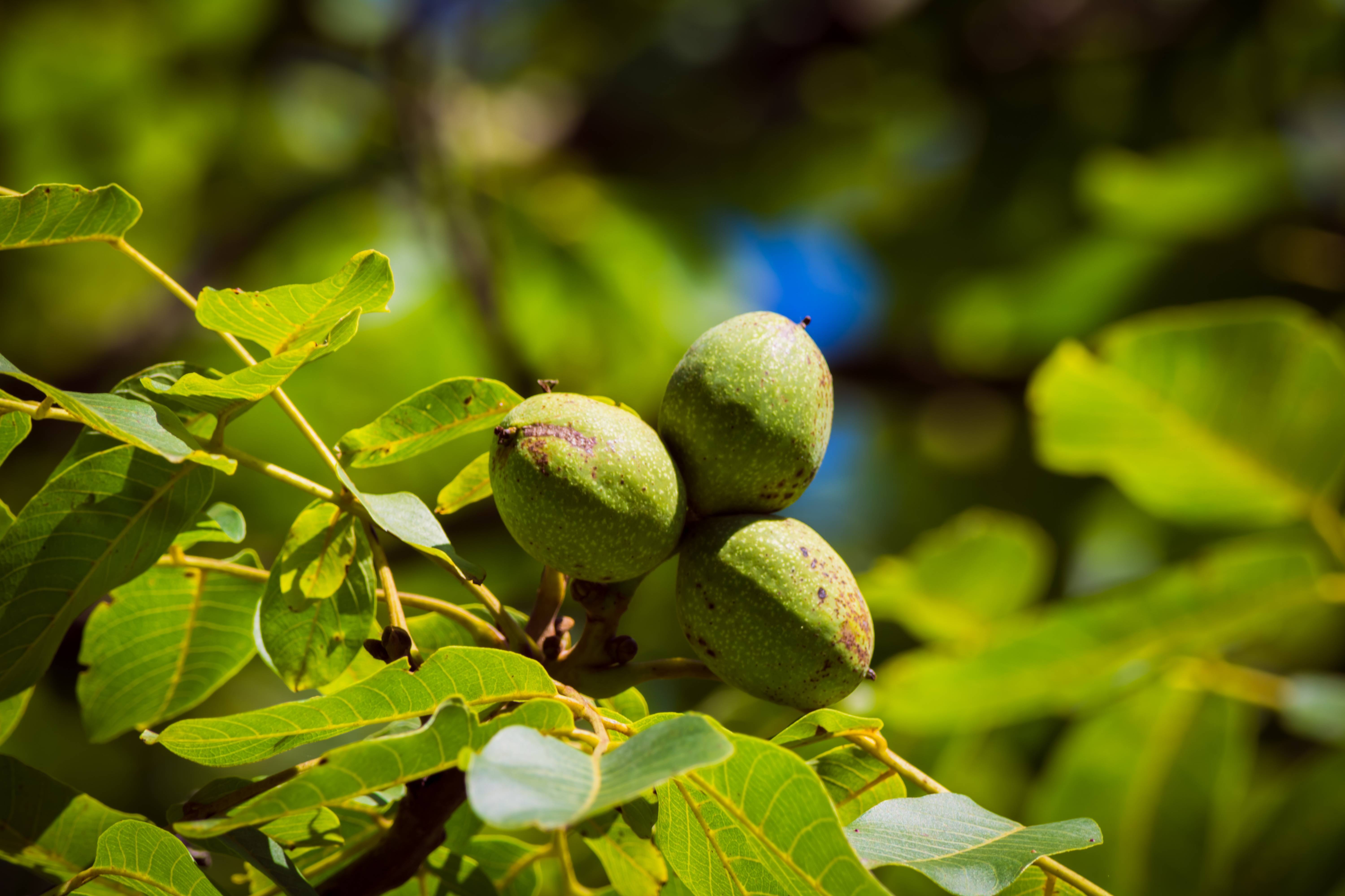 Дерево грецкий орех – как посадить и ухаживать, возможные заболевания и проблемы