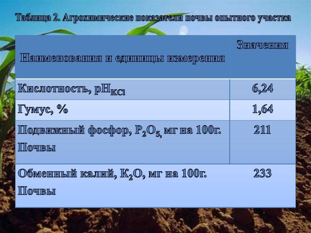 Какую почву любит грецкий орех: как правильно выбрать тип, состав и влажность грунта, а также нужна ли предварительная подготовка земли перед посадкой культуры?
