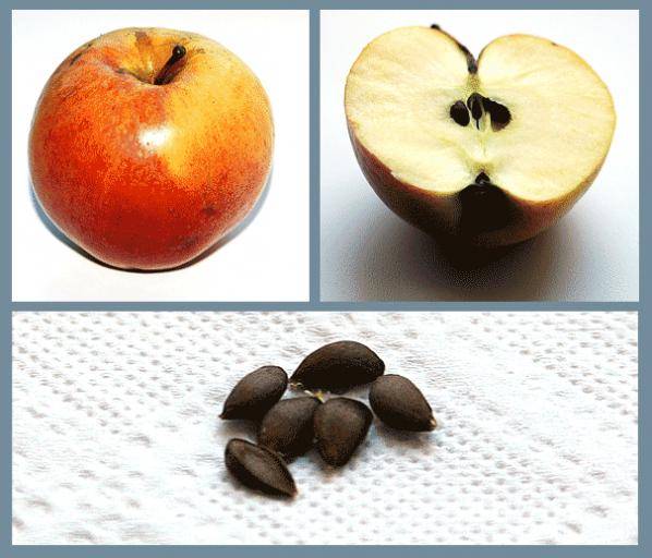 Семечки яблок: польза и вред