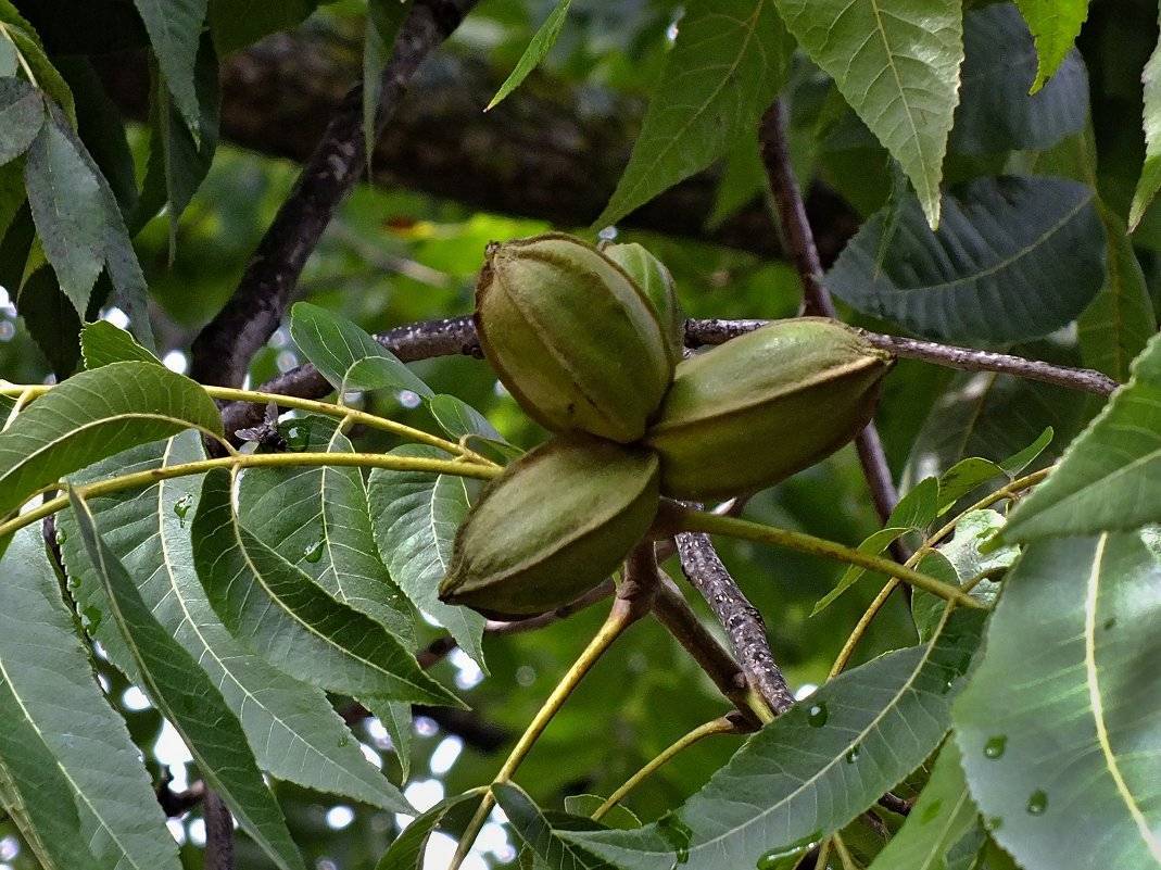 Как и где растет орех пекан: описание что это такое, его свойства, фото и видео о самостоятельном выращивании дерева
