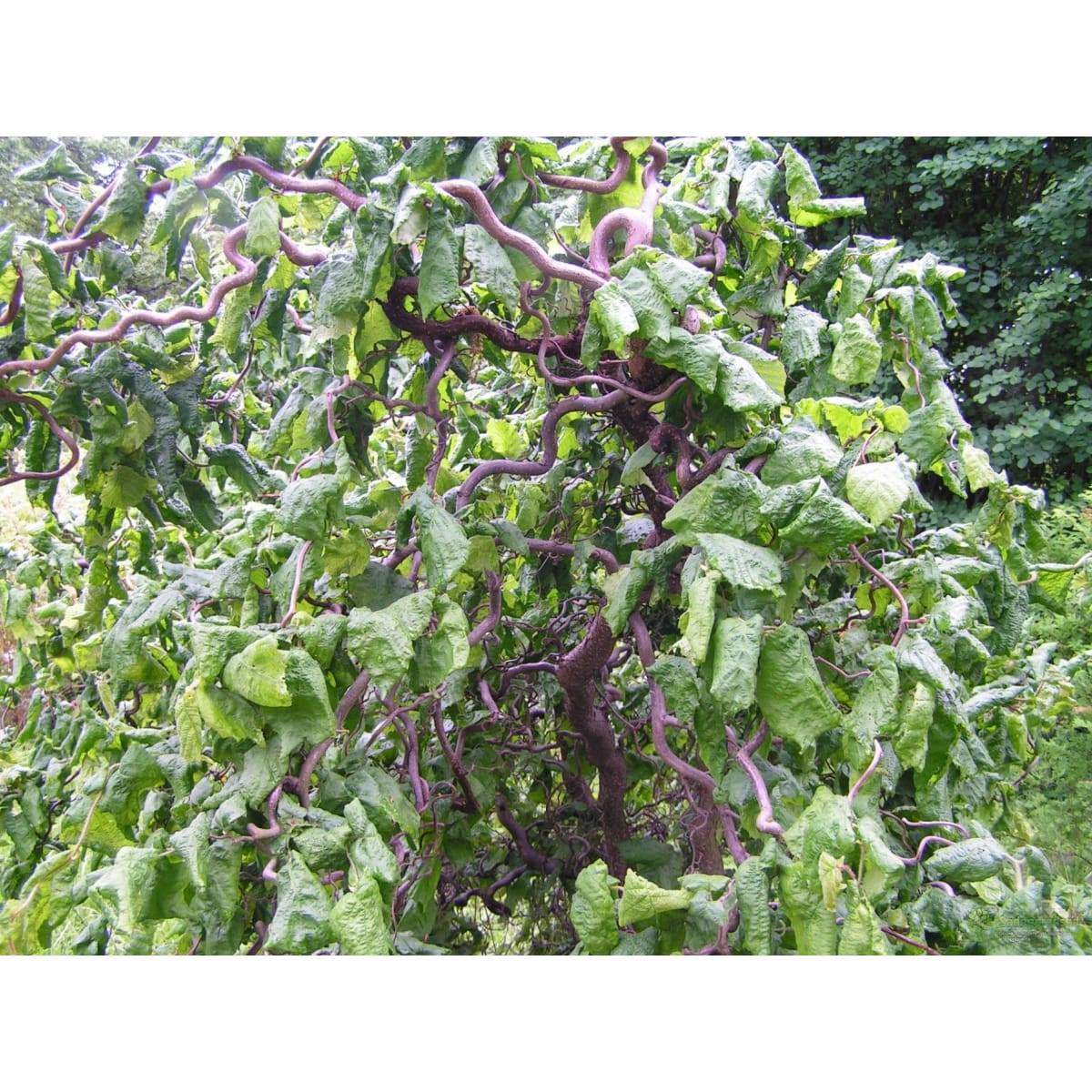 Лещина (орешник): посадка и уход, выращивание в саду, виды и сорта