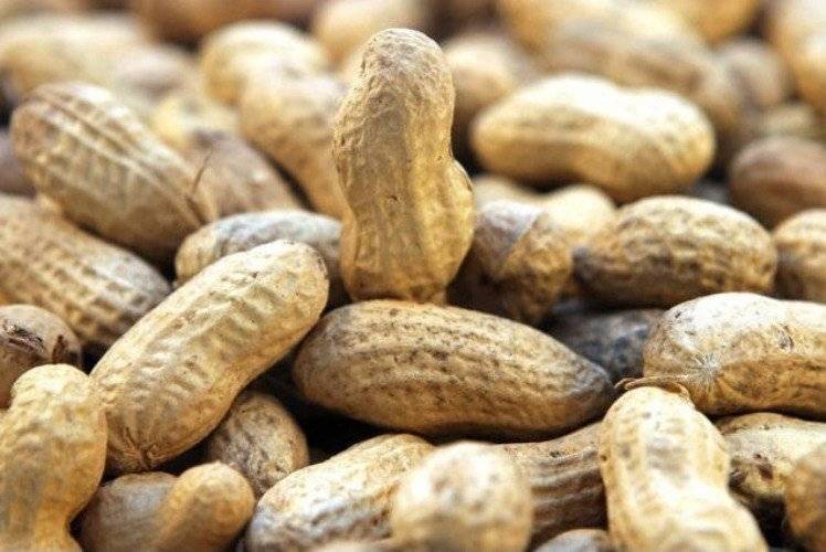 Как растет арахис в природе и где его выращивают в россии