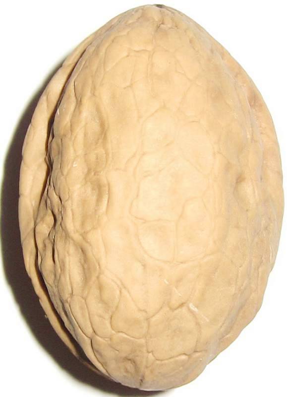 Уникальная разновидность грецкого ореха — сорт кореновский. подробное описание, включая правила выращивания
