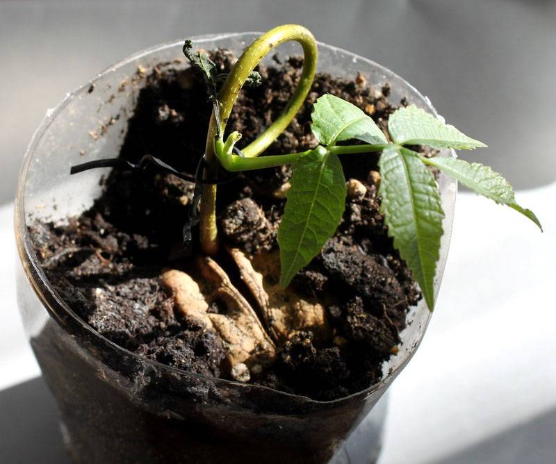 Как посадить грецкий орех - семенами или саженцем?