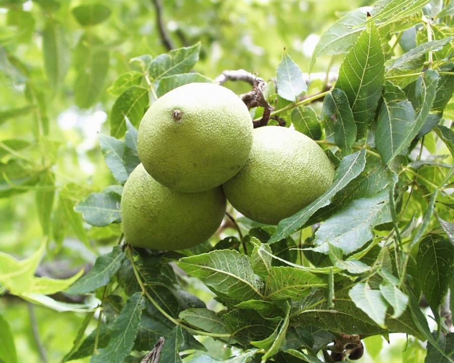 В копилку огородникам: описание сорта грецкого ореха «астаховский» и рекомендации по выращиванию