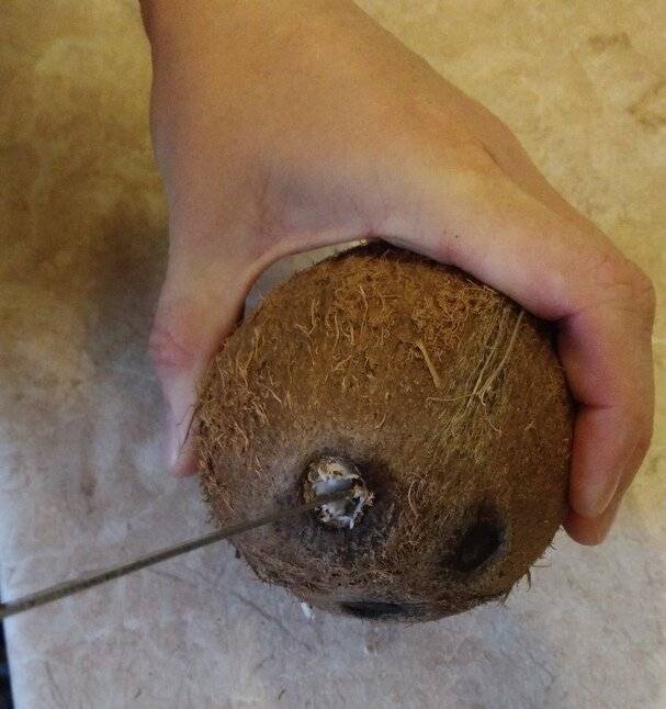Как хранить кокос: в скорлупе, мякоть, сушеный, молочко