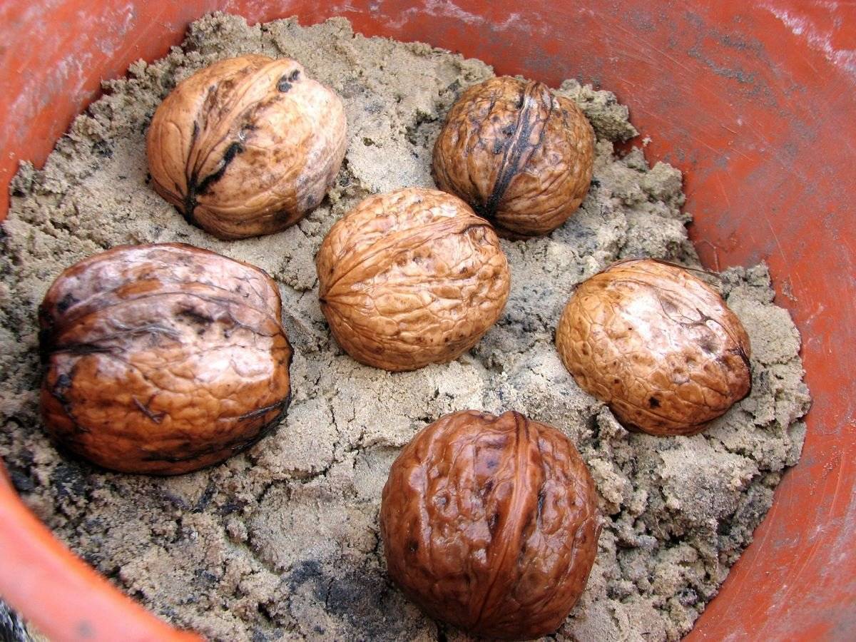 Как вырастить дерево грецкого ореха из черенка? плюсы, минусы и виды этого способа размножения