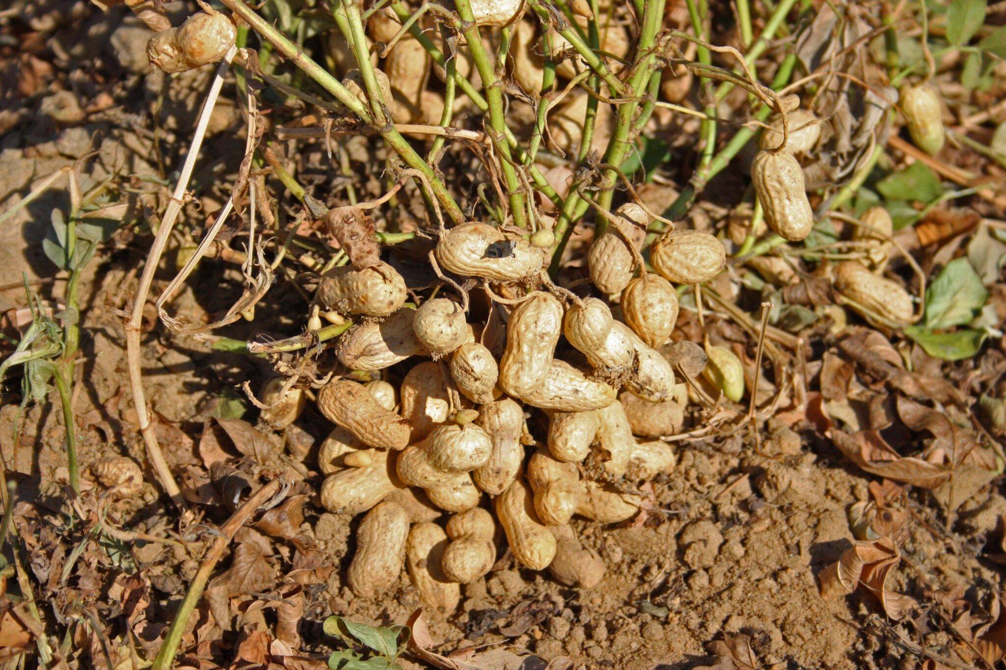 Как вырастить арахис на огороде в домашних условиях
