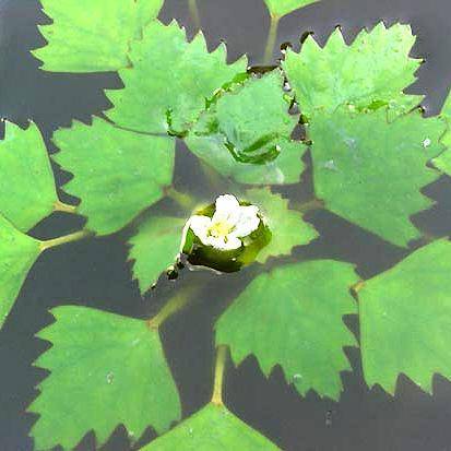 Плавающий водяной орех чилим. что за растение, где выращивается, как собирается и применяется?