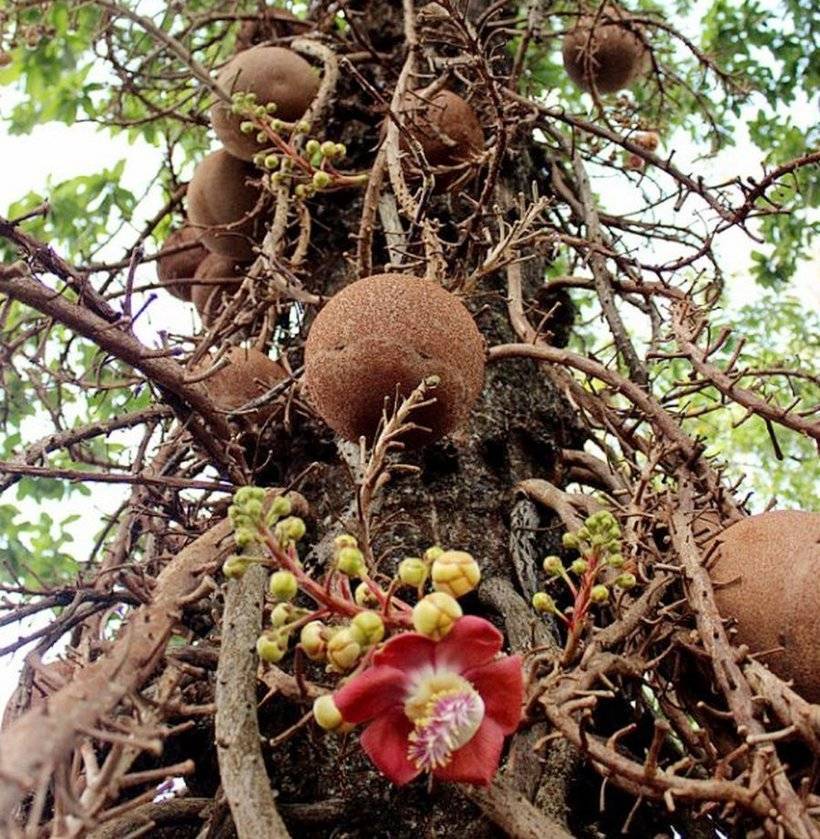 Как растет бразильский орех фото