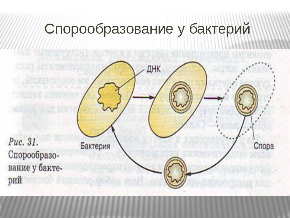 5 процесс образования спор. Схема образования бактериальной споры. Процесс спорообразования стадии. Схема спорообразования у бактерий микробиология. Схема образования спор у бактерий.