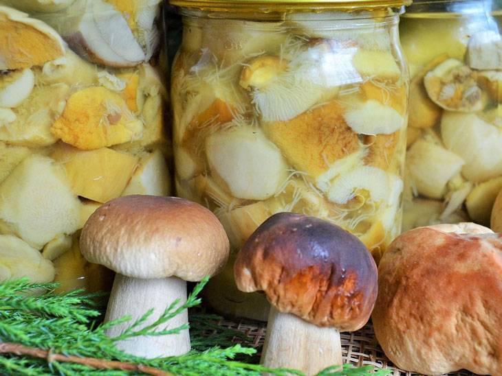 Уголовка за грибы: в россии ужесточили правила сбора даров природы