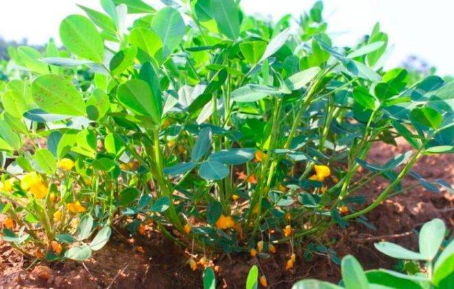 Арахис: выращивание в открытом грунте. как вырастить арахис в домашних условиях на огороде
