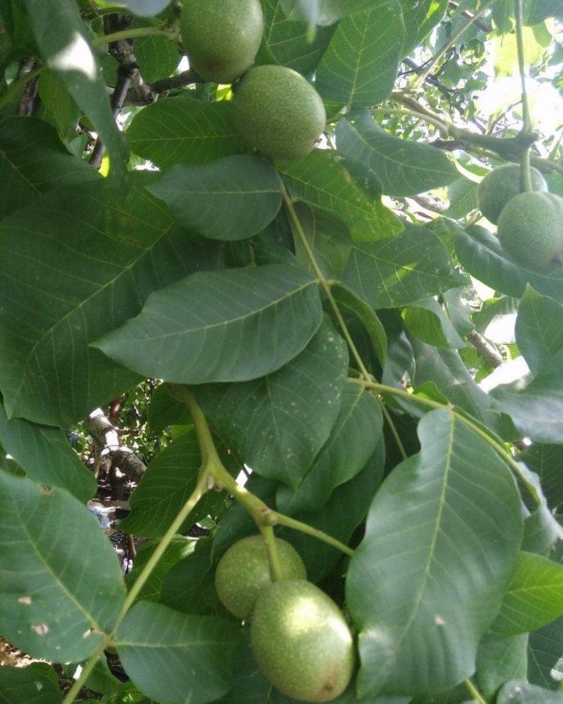 Листья грецкого ореха полезные свойства и противопоказания