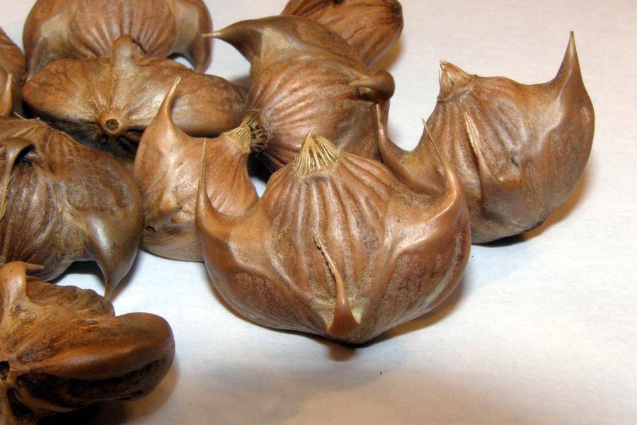 Удивительный чилим: польза и вред водяного ореха