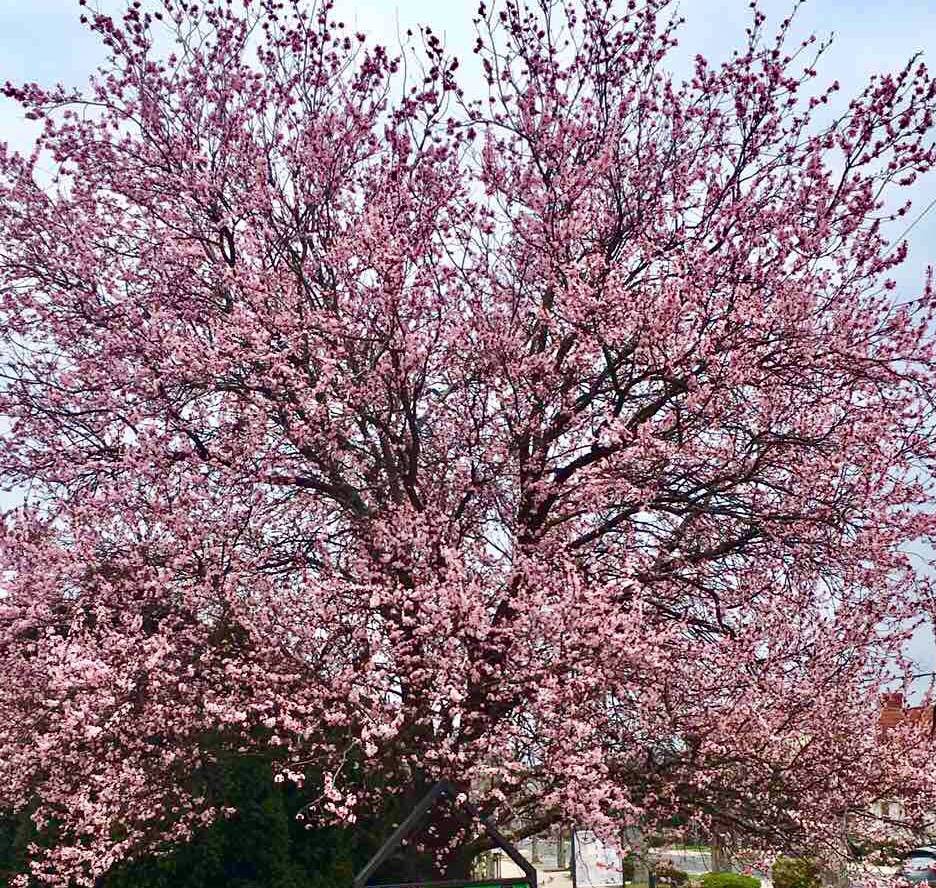 Декоративный кустарник миндаль: посадка и уход, фото деревца с нежными листочками, ярко-розовыми цветами и плодами-орешками