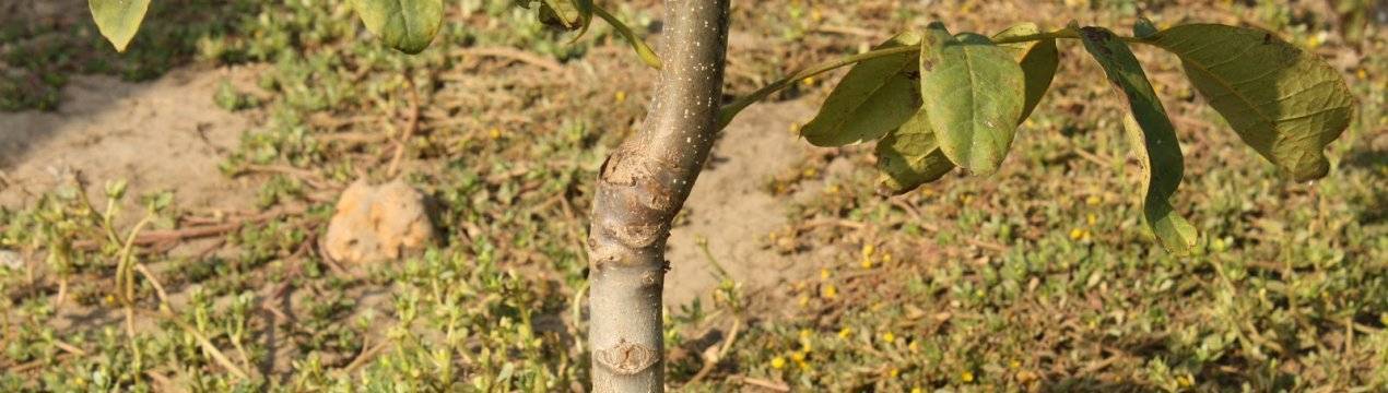 Как посадить грецкий орех правильно на дачном участке и огороде: как выбрать сорт, когда высаживать дерево, в какое время лучше — осенью или весной, и нужная глубина