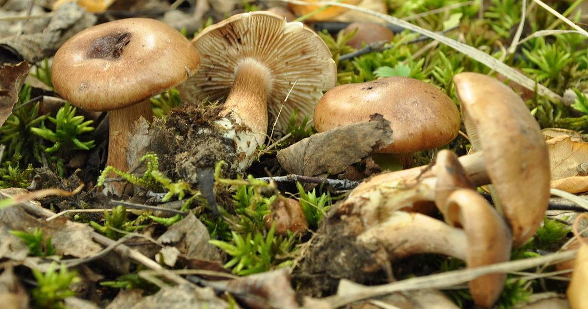 Грибы рядовки: описание серых и фиолетовых, особенности обработки, рецепты приготовления грибов