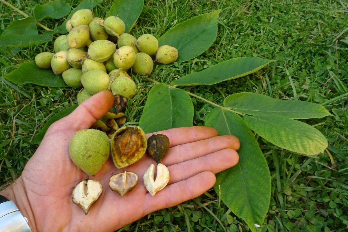 Посадка и выращивание маньчжурского ореха