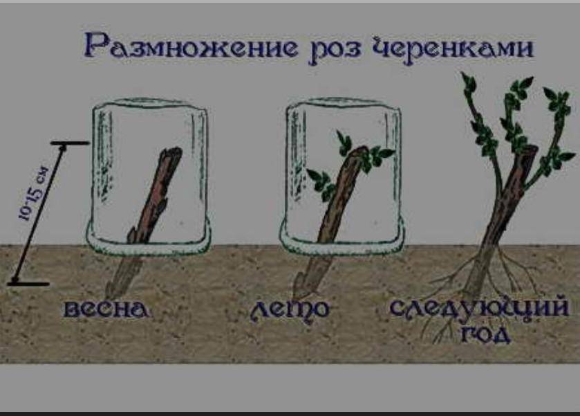 Размножение миндаля летом и осенью черенками и иными способами: пошаговая инструкция, как правильно провести процедуру, чтобы получить новое дерево