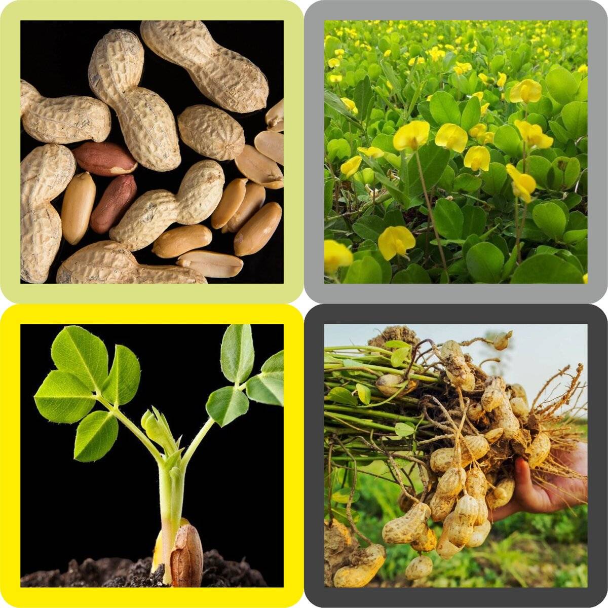 Где и как растет арахис? все о развитии, цветении и плодоношении земляного ореха