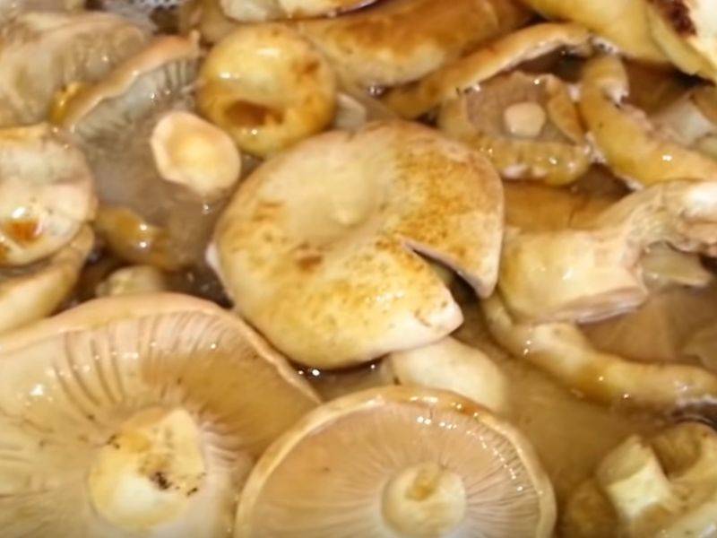 Рассол для грибов на 1 литр воды сколько соли. подготовка грибов к засолке | дачная жизнь