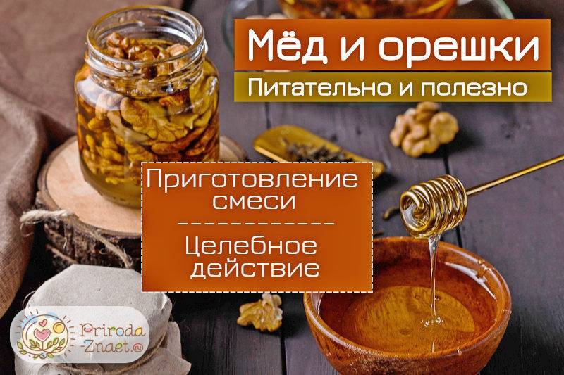 Орехи с медом - рецепты, полезные свойства и пропорции смешивания орехов с медом (100 фото)