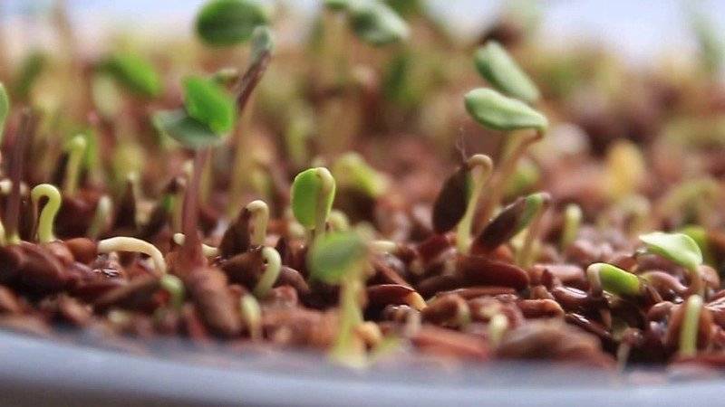 Пророщенные семена злаков - здоровье от природы! способы проращивания и рецепты из проростков | кулинария - всё pro еду!