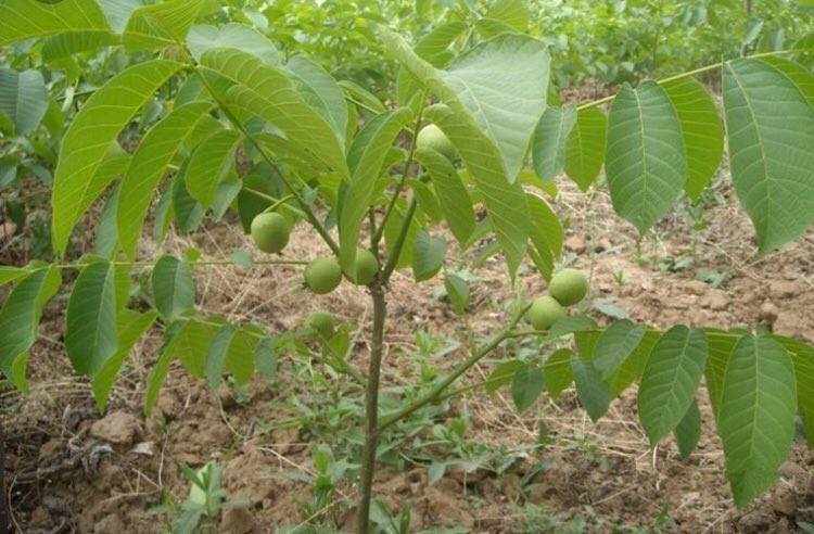 Выращивание грецкого ореха из орешка и последующий уход за деревцем