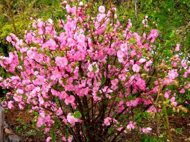 Миндаль кустарник — декоративное цветущее растение