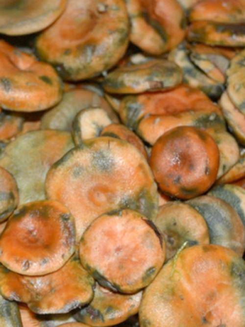 Способы засолки грибов рыжиков в домашних условиях и рецепты с ними (+16 фото)