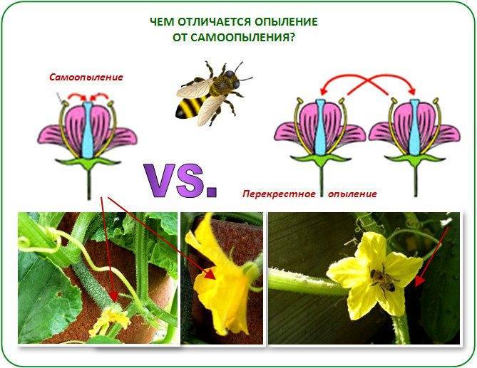 Растения-опылители для плодовых культур в саду — floraprice.ru