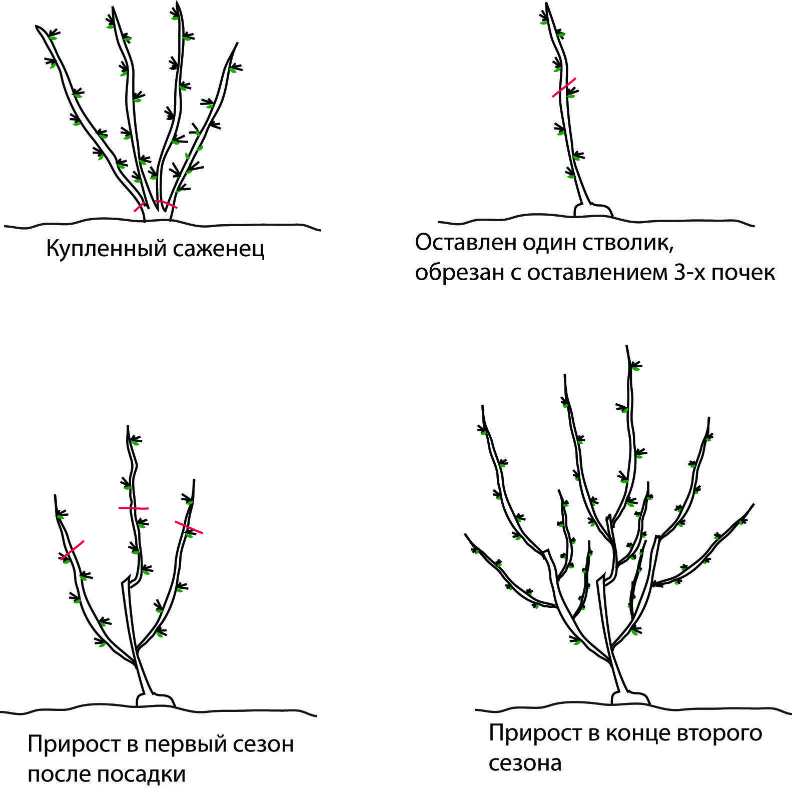 Обрезка кустарников схема