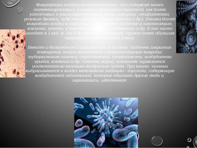 Распространение и значение бактерий в природе • биология-в.рф