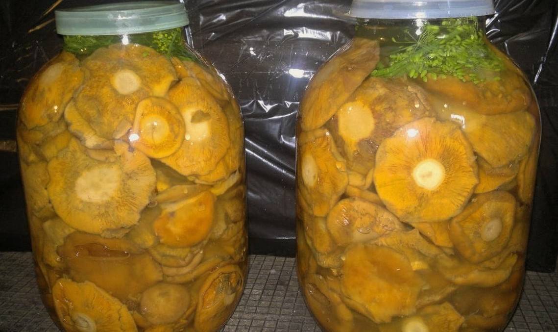 Засолка грибов на зиму горячим и холодным способом: рецепты с фото и видео