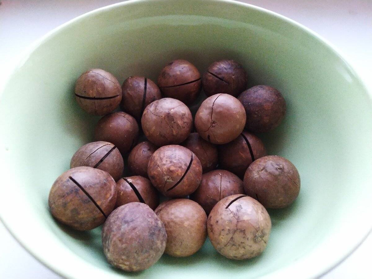 Орех макадамия: где растет (страна происхождения и необходимый климат), как растет шоколадный макадамский орех, где и как его применяют, чем полезен и вреден